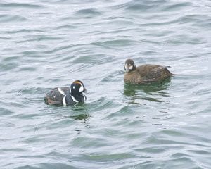 David Weible of Champaign, IL shared this wonderful photo of a pair of harlequin ducks. The ducks were passing through on May 12. According to birder Molly Hoffman, these ducks usually show up for a short while in spring and fall. They are uncommon but not rare. Their normal home is Alaska. David spotted them feeding along the Grand Marais harbor breakwater on both sides of the harbor mouth.