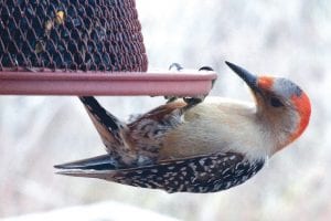 Photo by Bob Pranis Bob Pranis and Veronica Weadock had a delightful visitor at their bird feeder on Wednesday, May 13, a red-bellied woodpecker. Pranis talked to local birder Molly Hoffman, who said red-bellied woodpeckers are extremely rare in northeastern Minnesota. Pranis said it was amusing to watch the woodpecker, which was really too big for the feeder, as it hung upside down doing 