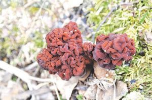 Photo by Dennis Chick Dennis and Mickey Chick of Hungry Jack Lake had a bumper crop of False Morels appear over Memorial Day weekend.