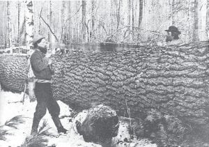 Photos courtesy of United States Forest Service/Superior National Forest Top: Bucking up a large white pine with a crosscut saw circa the 1890s.