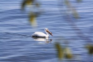 Photo by Helen Boddy This American white pelican was seen in Grand Marais on Monday, June 15, a surprise to local birders who infrequently see the pelicans on their migration. Sadly, the bird was not in good health and perished before it could be taken to a wildlife rehabilitator. It is believed that it suffered from lead poisoning.