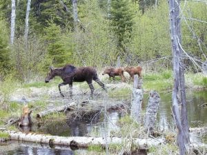 Photo by Daryl Popkes A GunflintTrail traffic jam! Daryl Popkes of Birch Lake took this picture of a cow and twin calves who stopped trafficnear his mailbox near Birch Lake on the Gunflint Trail.