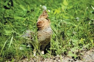 Grouse hunters will be happy to hear that grouse numbers are up in this year's count.