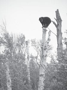 A black bear performed a balancing act—and offered a rare photo opportunity—in Hovland last week. While it is entertaining to see bears from afar, homeowners should take precautions against attracting bears to their yards.