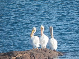 Tom Spence Sr. of Schroeder took this photo of some healthy American White Pelicans resting on a rock just east of Taconite Harbor. According to his birding source, his wife, Dorie, the bird with the gray neck and head is an immature bird. The pelicans posed for about an hour and then flew off to the east.