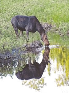 This moose cow paused for a drink just off the Gunflint Trail long enough for Nancy Ullrich to capture this photo, complete with the moose mirrored on the water. After a few more cars stopped to enjoy watching, the moose dashed across the road in front of Ullrich.