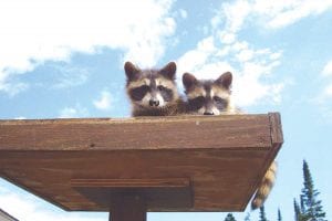 Dan Beleane from Hovland submitted this photo of the adorable little troublemakers he discovered in his bird feeder. Raccoons have been a problem in the Hovland area recently.