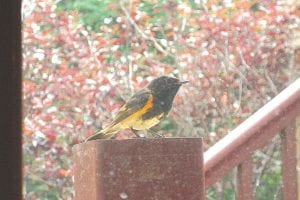 This American Redstart has been dubbed 