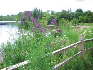 An example of a shoreland one year after restoration. These native plants absorb runoff while providing a showy display of wildflowers. Buffering the shore with native plants like these helps stabilize shorelands.