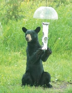 This Hovland bird feeder has a squirrel deterrent, but that doesn't keep bears away! Sandy Updyke caught this young cub on camera last week.