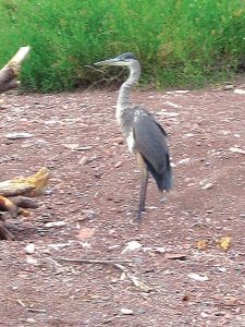 Julia Romero, 13, Grand Marais saw this majestic Great Blue Heron at 1:00 p.m., Saturday, July 18 on a Colvill beach.