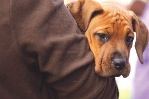 They're all winners! That's what the crowd thought about this puppy and the dozen others who competed in the 2008 Cutest Puppy Contest. If you have a puppy (under 12 months), his or her chance to shine on Saturday, August 1 at 6:00 m. (Register at the Lion's information booth by 5 p.m.)