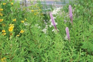 Photo courtesy of MN DNR Lawns are a source of nutrient, pollutant, and sediment runoff- -it's better to enjoy native plants in your yard.