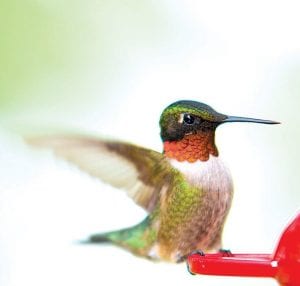 Photo by Dennis Chick Dennis and Mickey Chick of Hungry Jack Lake have enjoyed seeing the hummingbirds return to their feeders on the Gunflint Trail.