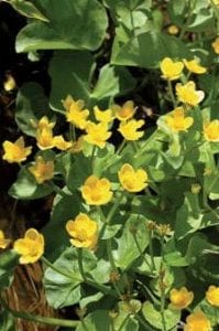 Photo by Erik W.L. Anderson Aquatic plants like marsh marigolds are an essential part of a water ecosystem.