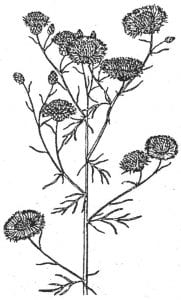 Knapweed