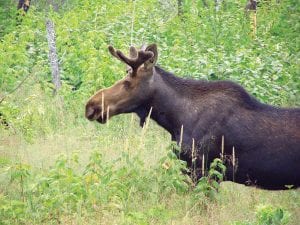 File photo/Gail Englund Photo opportunities of moose have become rare as the moose population declines. The DNR hopes to reverse this trend.