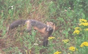 Photo by Liz Wagner Liz Wagner and Greg Fangel of Tofte observed this fox with unusual colors on August 20. From their deck they enjoyed watching the red and black fox browse for a breakfast of mice.