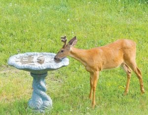 This beautiful young buck paused for a drink at the bird bath in the Hovland yard of Sandy and Bruce Updyke. Sandy noted that it is a rare treat to see a buck in velvet in one's yard.