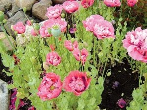 Joan's pink poppies are once again thriving at her home on Devil Track Lake.