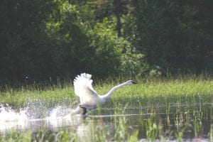 Staff photo/Rhonda Silence After a long hike to an area lake on August 23, News- Herald Editor Rhonda Silence was rewarded with the sight of this huge swan. The swan honked gently a few times and then took off, displaying its massive wing span. Local birder Molly Hoffman believes the bird could be a Trumpeter Swan, a relatively rare sight in Northeastern Minnesota.