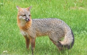 Photo by Janet Effler This adorable gray fox is a frequent visitor to a home just east of Grand Marais on Highway 61. Janet Effler said she enjoys seeing a family of four almost nightly. She said, “Their graceful movements together are like a dance...a sea of flowing motion and tails.”