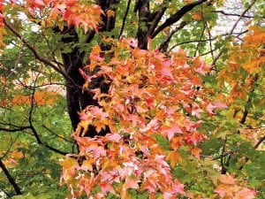 Staff photo/Deidre Kettunen The fall colors are looking beautiful on Pike Lake Road near the Cascade River.