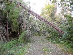 Photo by Lou Pignolet Above: At press time, many Hovland residents were still without power, as crews worked to clear downed trees on lines like these on Tamarack Trail