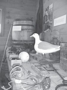 Staff photos/Brian Larsen Above: An old worktable at the North Shore Commercial Fishing Museum in Tofte. Pictures and anecdotes from the lives of many North Shore settler families can be viewed at the museum, which hosted a fishcake dinner followed by the sharing of old fishing stories Friday, September 23, 2009. Left: Beaver Bay fisherman Clint Maxwell had a spellbinding tale to tell. He comes from a line of North Shore fishermen, and he was luckier than some of his relatives despite a harrowing adventure back in December 1976.