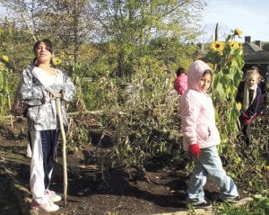 Above left: Students from the Oshki Ogimaag charter school exploring the three sisters garden at the Grand Portage National Monument. The three ‘sister’ crops in traditional native gardens are corn, squash and beans. (L-R) Teanna Einberger, Samantha Scalise and Sarah Smith. Above right: Beth Gagnon shows Torilyn Hover how to parch wild rice as Jacob Paro, Raina Christianson, and Max Swanson look on and wait their turn to stir the parching rice with the wooden paddle.