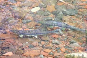 Photo by Gary Siesennop Gary Siesennop of Grand Marais visited Cascade River—not for fishing—but to view pink salmon spawning. In this picture, taken on October 10, Gary said there were only a few stragglers left at the mouth of the river.