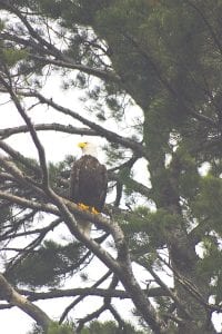 Visiting Cook County for Veterans Day? Editor Rhonda Silence spotted this eagle on a fall hike.