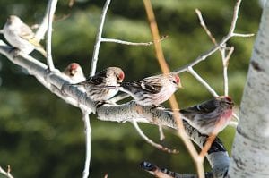 These Common Redpolls look quite easy to count—we’ll see if they are so serene during the 2009 Audubon Christmas Bird Count on Saturday, December 19.