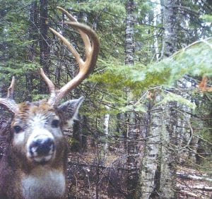 The one that got away! This digital trail camera at an undisclosed location in Cook County captured this lovely buck just before the end of deer rifle season—is he still out there?