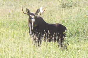 Although Janet Lindquist spotted this moose just off of Highway 61, it seems as if moose sightings are becoming less frequent. Your help is needed in recording moose encounters.