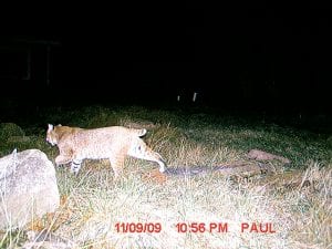 Trail cameras capture more than photos of deer in the forest! This trail camera captured an interesting sight—a bobcat in the woods near the Pike Lake cabin of Paul O’Fallon.