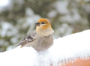 Photo by Dennis Chick This young pine grosbeak is one of the most common birds spotted in the 2009 Audubon Christmas Bird Count.