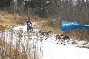 Don Galloway of Makinen, MN was the first musher across the finish line in Tofte in the John Beargrease Sled Dog Mid-distance Marathon. Galloway was closely followed by five other mushers, including Cook County’s Robin Beall who finished in sixth place.