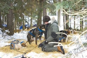 Top: Frank Moe of Hovland praises one of his dogs, Ace, at the Sawbill checkpoint in Tofte on Monday, February 1. Moe finished 13th in his first Beargrease attempt. Middle left: Rita Wehseler of Tofte gives her dog, Slowpoke, some attention during their rest stop at Sawbill. Wehseler said the dog does not live up to his name. “He’s not slow, he’s my lead dog,” she said. Middle right: Matt Groth of Colvill with his John Beargrease mail pouch at the start of the race. Groth scratched at the Sawbill checkpoint on the down bound trek, but that was a good attempt for his young dogs. Left: A marathoner snuggles in for a nap at a checkpoint.