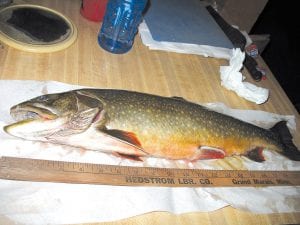 Bruce Zimpel caught this 22-inch, 4-pound splake on a Gunflint Trail lake on Feb. 12. He was fishing with a Cabela’s Ice XML Series 26-inch medium action rod, Cabela’s Fish Eagle reel, 6-pound Berkley Trilene XL line, a small white Wiggly Wings jig, and a minnow. Bruce was fishing in about three feet of water. The fish hit the bait about two feet below the ice. A splake is a cross between a lake trout and a brook trout.