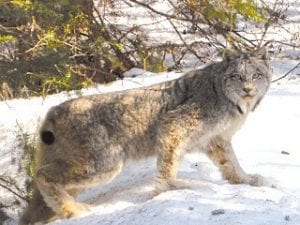 This Canada lynx did not appear to be bothered by the skiers who watched him on the Banadad ski trail