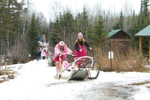 Above: Due to lack of snow, there were no dogs running at the fourth annual Mush for a Cure—but there were plenty of pink-clad mushers and friends competing in an impromptu musher Olympics. In the Saturday musher competition, Tara McGovern of Grand Marais, a member of the “Pink Paws” team, tries to muscle ahead of Nancy Lang of the Magenta Mammary Mushers (M3).