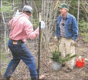 Volunteers planting some of the 1,300 white pine, black and white spruce along the Flute Reed in Hovland. The Flute Reed Partnership plans to plant over 1,300 more trees this spring.