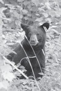 Since 2002, Minnesota Department of Natural Resources (DNR) research data suggests that Minnesota’s black bear population decreased from about 25,000 bears to 20,000 bears. The number of bear hunting permits has been reduced the past several years to allow bear numbers to increase and provide a less-crowded hunting experience. The 2010 hunt will offer 9,500 permits in a lottery.