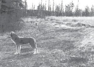 On the long drive to his home on the Seagull River, Dewey Pihlman of Grand Marais encountered a group of at least five wolves. Above: Two wolves on one side of the road. Left: A howling wolf on the other side of the Gunflint Trail. Pihlman stopped and watched them and heard their eerie calls to one another.