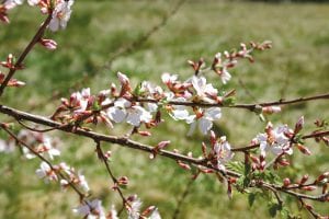 The rainfall of recent days has greened up the North Shore a bit. It brought delicate pink blossoms to this pin cherry tree in a Grand Marais yard.