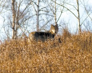 This wolf was seen on County Road 7 in Grand Marais.