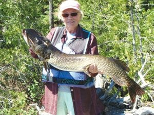 This 41-inch northern was caught by Rose Sheils in the Boundary Waters using an ultra light pole with six-pound test line and had to be landed with no landing net. She was fishing with her son Kevin who lifted the fish into the canoe after the fish finally tired out. At one point the line was twisted around the fish and Rose and Kevin both feel very lucky they were able to get the massive fish at all.