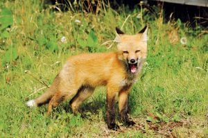 This healthy looking red fox seems to be bored with the idea of having his picture taken. Sandy Updyke has enjoyed getting pictures of the fox playing in her Hovland neighborhood.