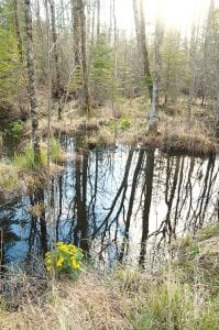 Branches and limbs that fall into lakes and river provide habitat for aquatic organisms, water insects, turtles, ducks, muskrats, mink, kingfishers and more.